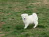 Additional photos: Japanese Akita, puppies