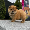 Photo №3. Chow Chow puppies. Serbia