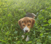 Photo №2 to announcement № 20978 for the sale of beagle - buy in Slovakia private announcement