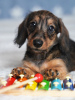 Photo №1. dachshund - for sale in the city of Minsk | 800$ | Announcement № 111080