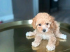 Photo №1. poodle (toy) - for sale in the city of Warsaw | negotiated | Announcement № 121732