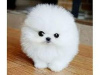 Photo №2 to announcement № 116023 for the sale of pomeranian - buy in Germany 