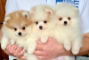 Photo №1. pomeranian - for sale in the city of Калифорния Сити | Is free | Announcement № 15451