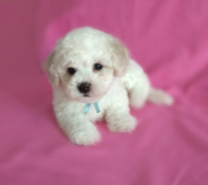 Photo №2 to announcement № 1623 for the sale of bichon frise - buy in Russian Federation breeder