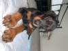 Photo №2 to announcement № 36086 for the sale of dobermann - buy in Lithuania private announcement