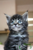 Photo №1. maine coon - for sale in the city of St. Petersburg | 762$ | Announcement № 11014