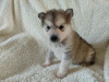 Photo №2 to announcement № 30188 for the sale of alaskan malamute - buy in Germany private announcement