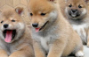 Photo №1. shiba inu - for sale in the city of Berlin | negotiated | Announcement № 101608