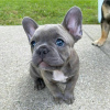 Photo №1. french bulldog - for sale in the city of Аугсбург | 317$ | Announcement № 70867