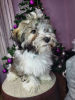Photo №2 to announcement № 17836 for the sale of havanese dog - buy in Russian Federation private announcement