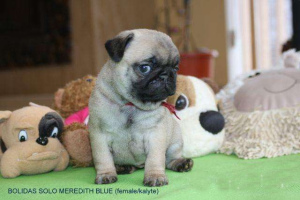 Photo №2 to announcement № 1198 for the sale of pug - buy in Lithuania breeder, from nursery, private announcement
