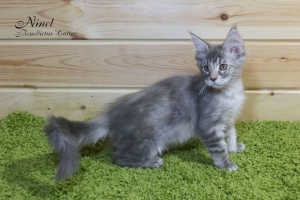 Additional photos: Maine Coon kitten girl