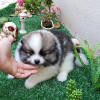 Photo №1. pomeranian - for sale in the city of McMurdo Station | negotiated | Announcement № 39136