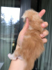 Photo №2 to announcement № 121756 for the sale of maine coon - buy in Germany private announcement