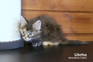 Photo №4. I will sell maine coon in the city of Minsk. from nursery - price - 311$