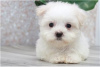 Photo №3. Cute Maltese puppies available for free adoption. Germany