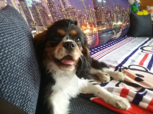 Photo №3. Cavalier King Charles Spaniel offered for sale. Belarus