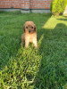 Photo №4. I will sell poodle (toy) in the city of Belgrade.  - price - 528$