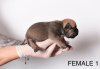 Additional photos: Pocket Micro American Bully puppies