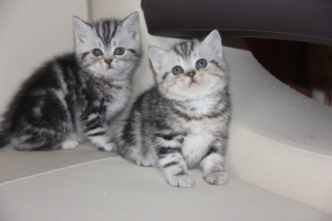 Photo №2 to announcement № 2813 for the sale of british shorthair - buy in Russian Federation breeder