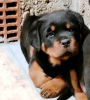 Photo №1. rottweiler - for sale in the city of Belgrade | negotiated | Announcement № 87014