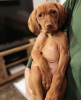 Photo №4. I will sell vizsla in the city of New York. private announcement, from nursery - price - 400$