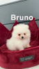 Photo №4. I will sell pomeranian in the city of Bække.  - price - 260$