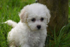 Photo №3. Purebred Bichon Frize puppies now available. Germany