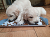 Photo №3. Champion Bloodline Golden Retriever Puppies for Sale. Germany