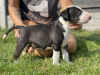 Photo №4. I will sell bull terrier in the city of Leszno. breeder - price - negotiated