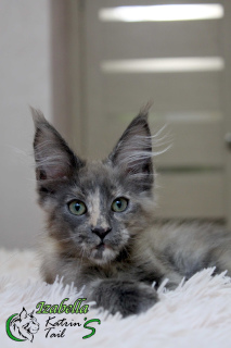 Photo №4. I will sell maine coon in the city of St. Petersburg. private announcement, from nursery, breeder - price - 437$