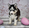 Photo №2 to announcement № 98643 for the sale of siberian husky - buy in Greece 