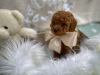 Photo №3. Red toy poodle puppies. Serbia