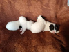 Additional photos: Jack Russell Terriers