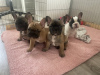 Photo №1. french bulldog - for sale in the city of Флорида Сити | 400$ | Announcement № 76628