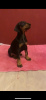 Additional photos: Purebred Doberman puppies for sale 1.5 months.