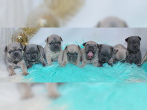 Photo №1. french bulldog - for sale in the city of bridging | Negotiated | Announcement № 844