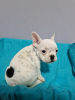 Additional photos: French bulldog puppies for sale