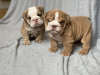 Photo №2 to announcement № 87160 for the sale of english bulldog - buy in Germany private announcement