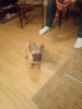 Photo №4. I will sell french bulldog in the city of Москва. private announcement - price - negotiated