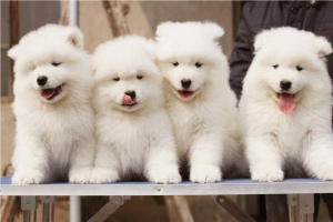 Photo №3. Chic dear exclusive gift Samoyed puppy. Russian Federation