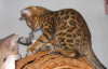 Photo №2 to announcement № 12808 for the sale of bengal cat - buy in Belarus private announcement, from nursery