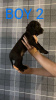 Photo №1. english cocker spaniel - for sale in the city of Berlin | 264$ | Announcement № 107362