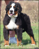 Photo №4. I will sell bernese mountain dog in the city of Belgrade. breeder - price - negotiated