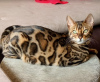 Photo №4. I will sell bengal cat in the city of Belgrade. breeder - price - negotiated