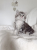 Photo №1. maine coon - for sale in the city of Sydney | negotiated | Announcement № 52693