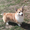 Additional photos: Corgi Welsh Pembroke