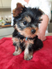 Photo №3. Yorkshire Terrier puppies. Finland