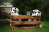 Photo №3. Welsh Corgi Cardigan puppies. Ukraine