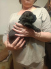 Additional photos: Black Russian Terrier